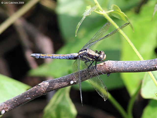 Dragonfly (Orthetrum sp. female probably glaucom)