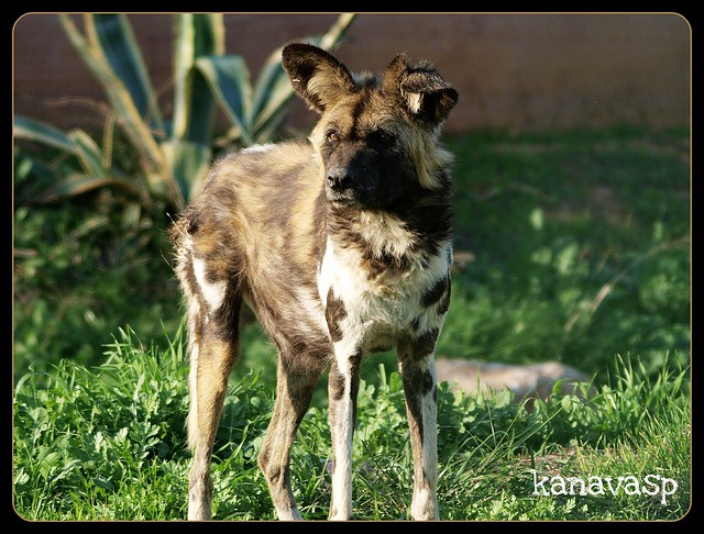The African Wild Dog [Lycaon Pictus]..!! In 