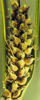 Carex pellita - woolly sedge