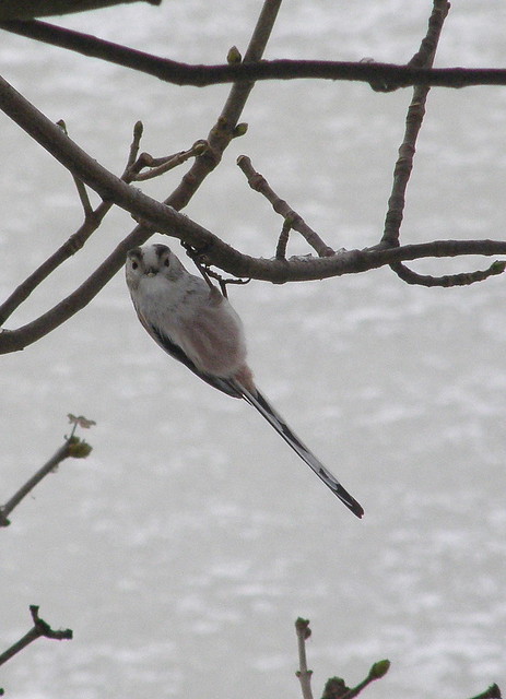 Aegithalos caudatus (Long-tailed Tit / Staartmees)