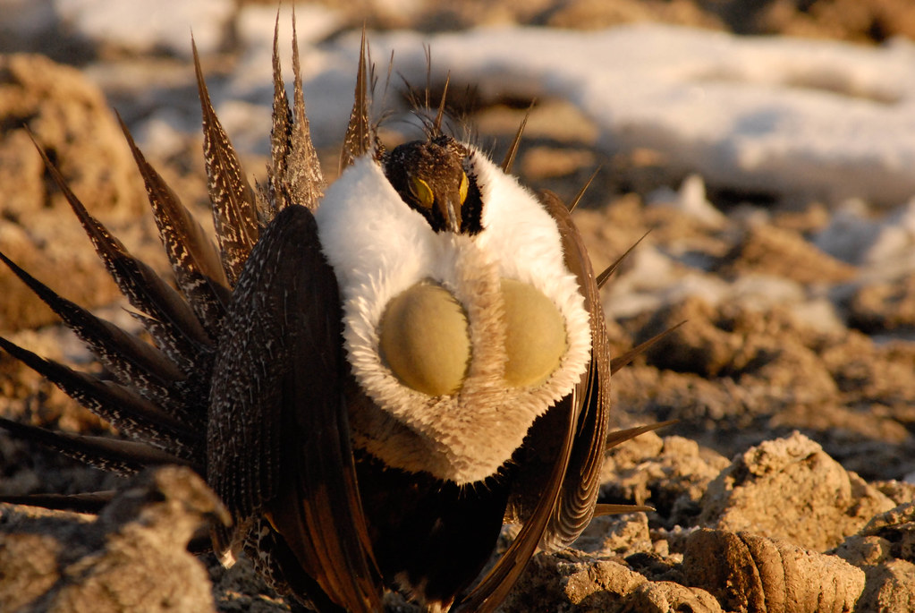 Sage Grouse with Puffed out Sacks