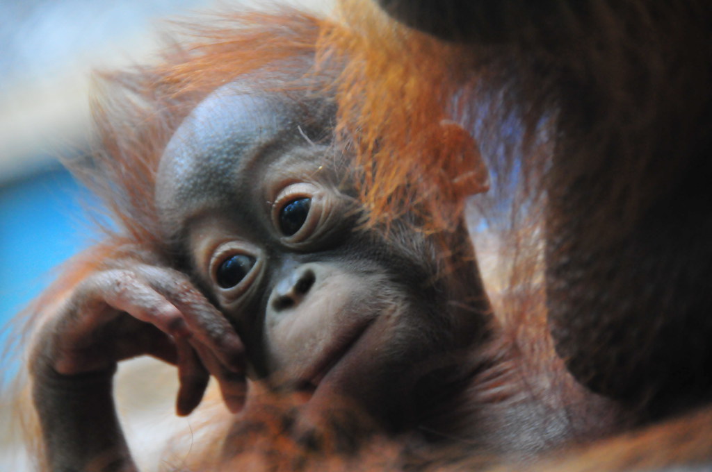 Wonderbaarlijk baby orang oetan | belgianchocolate | Flickr YL-29