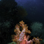 Glowing Soft Coral