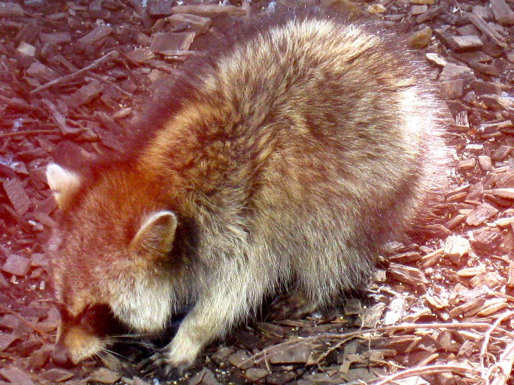 Raccoon, Springfield Nature Sanctuary | Stewart Russell | Flickr