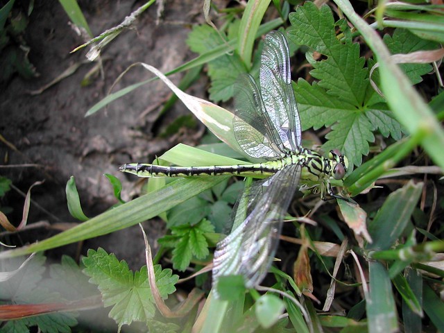Gomphus flavipes ssp. flavipes (River Clubtail / Rivierrombout)