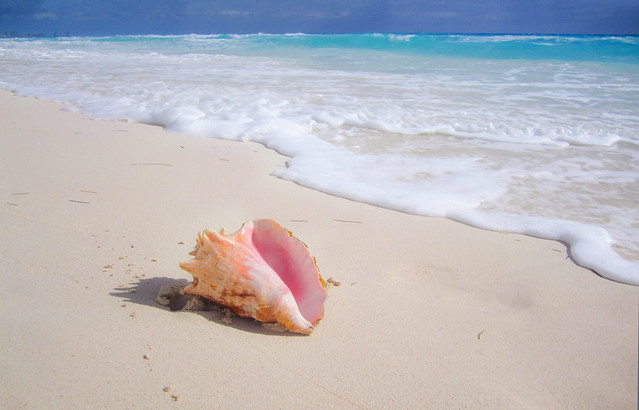 Queen Conch, Cancun Mexico