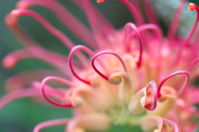 4/365 - Another grevillea