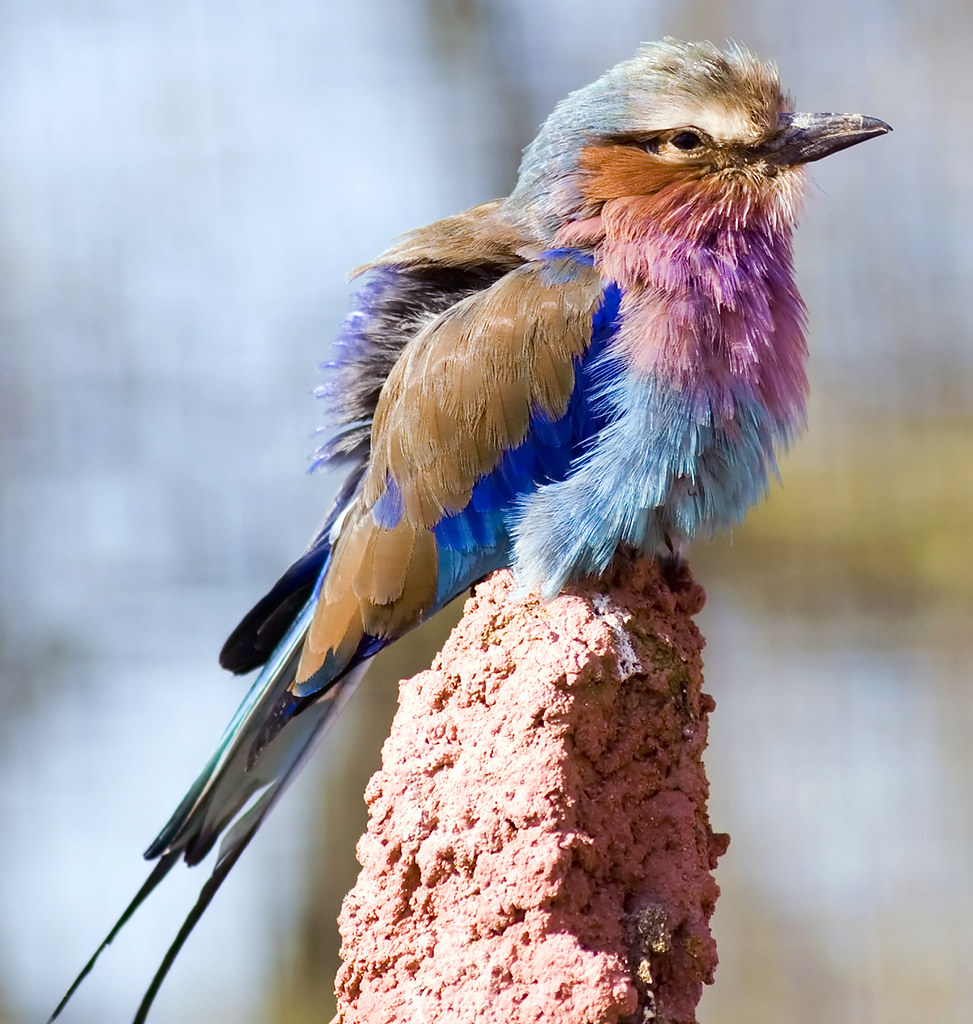 Beautiful Lilac Breasted Roller
