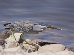 Little or Striated Heron  [Explored]