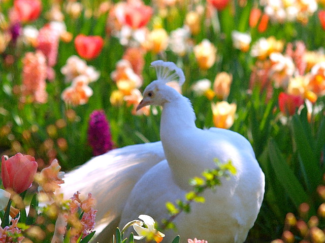 White peacock in a field of tulips. To all of my birdwatching friends.