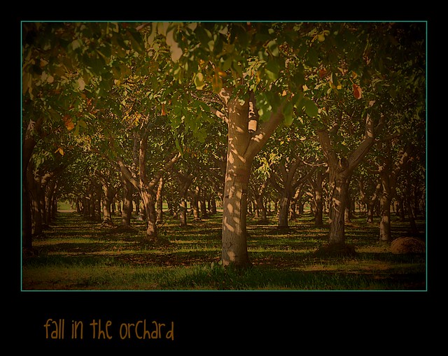 fall in the orchard