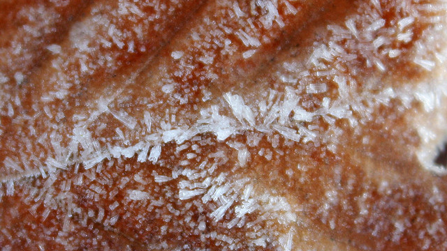 Tube frost on leaf