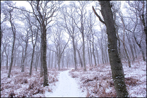 Winter in the Woods by angus clyne