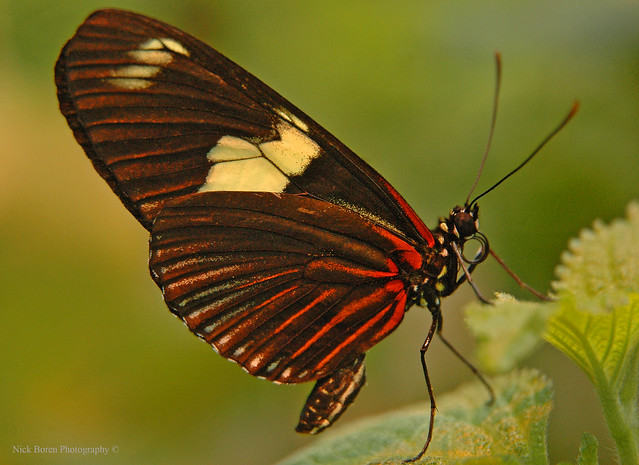 Butterfly Macro 1