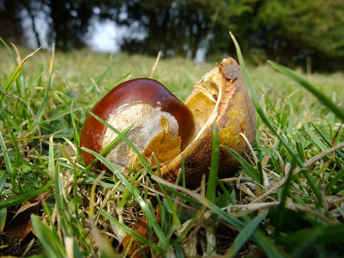Basingstoke Common 20 September 2009 0020 | A fallen conker … | Flickr