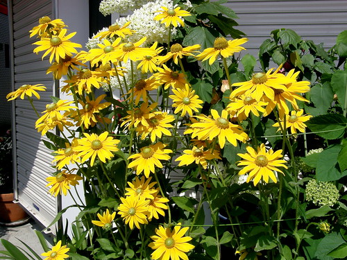 daisies #2982 | See where this picture was taken. [?] | Nemo's great ...