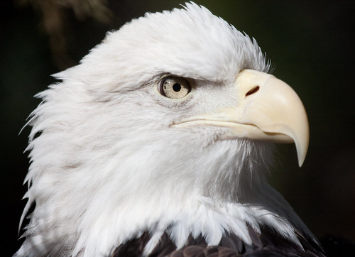 The beautiful Bald Eagle by San Diego Shooter