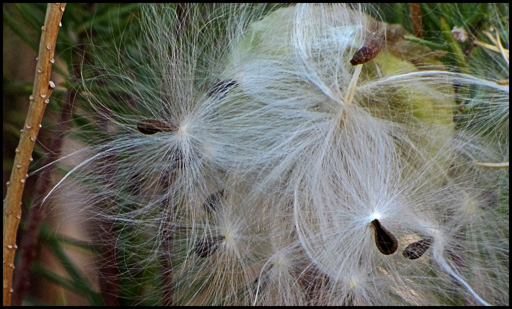 f 020610 Saturady 026 | Needle leaf Milk Weed seeds ready to… | Flickr