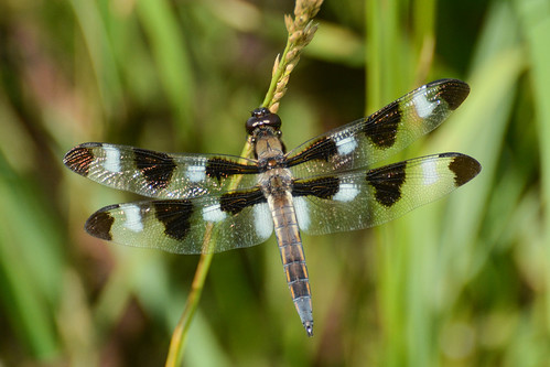 insect illinois dragonfly markham twelvespottedskimmer gensburgmarkhamprairie
