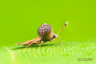 Lace bug (Penottus sp.) - DSC_6264