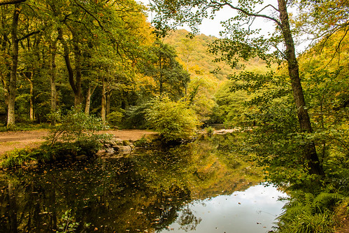 autumn still water river stream tree forest woodland fall reflection landscape outdoor foliage dartmoor nationalpark devon uk