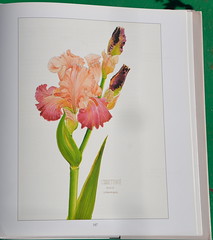 L'Iris, une fleur royale 32382477780_a9b913880e_m