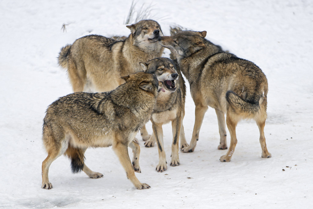 A group of wolves | Four wolves interacting. Wolves are nice… | Tambako ...