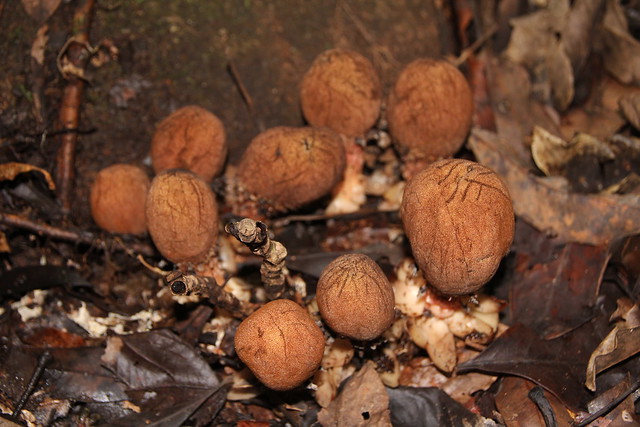Balanophora fungosa - Fungus Root, Coopers Creek, Daintree National Park, North Queensland