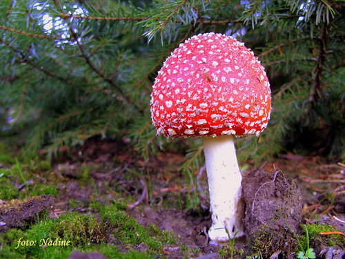Residence of our domestic gnome (macro) by Nadine V.