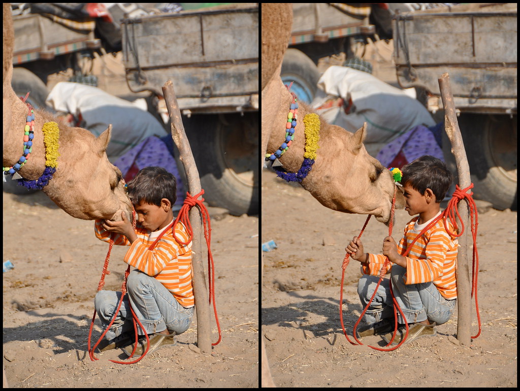 a boy and his camel I