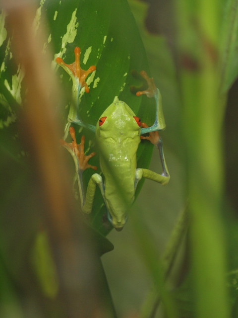 Leaf Frog, Costa Rica