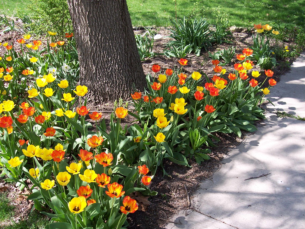 Spring New Rochelle North Seventh Street Spring | Rochelle, Illinois, is ready f… | Flickr