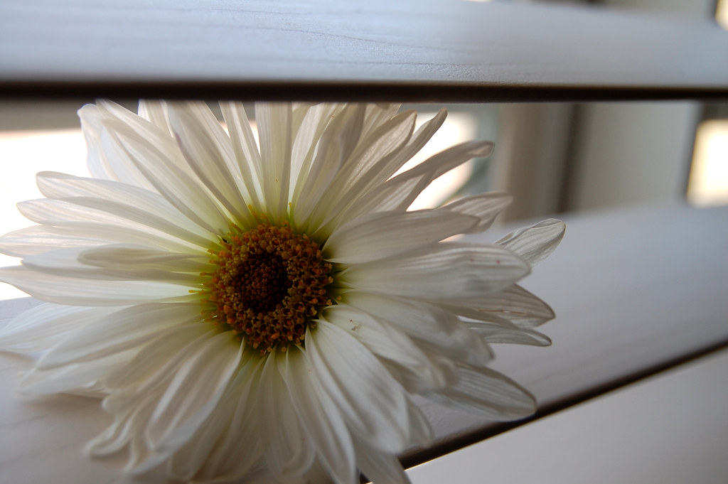 2/23/10 White Flower (54/365) | I am buying some clearance f… | Flickr