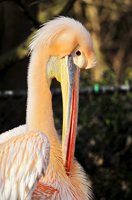 Grooming pelican