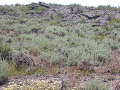 Artemisia tridentata wyomingensis