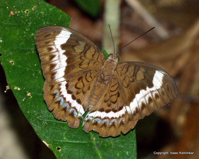 ANDAMAN VISCOUNT Tanaecia cibaritis, Mount Harriet National Park, Andaman & Nicobar Islands, India.
