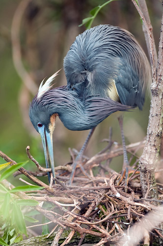 Tricolored Heron | by donaldthompson95