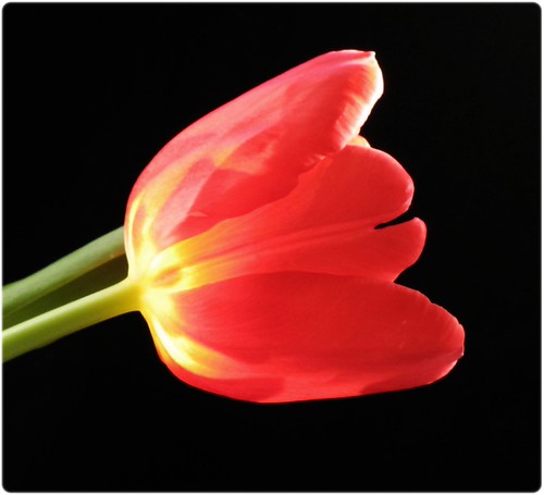 Tulip | by amrutahd