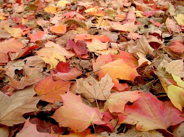 fall leaf carpet