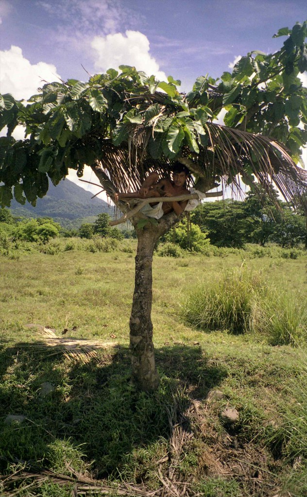 Man Resting in Tree - guarding cattle - Iwahig Penal Farm, S of Puerto Princesa, Palawan, Philippines