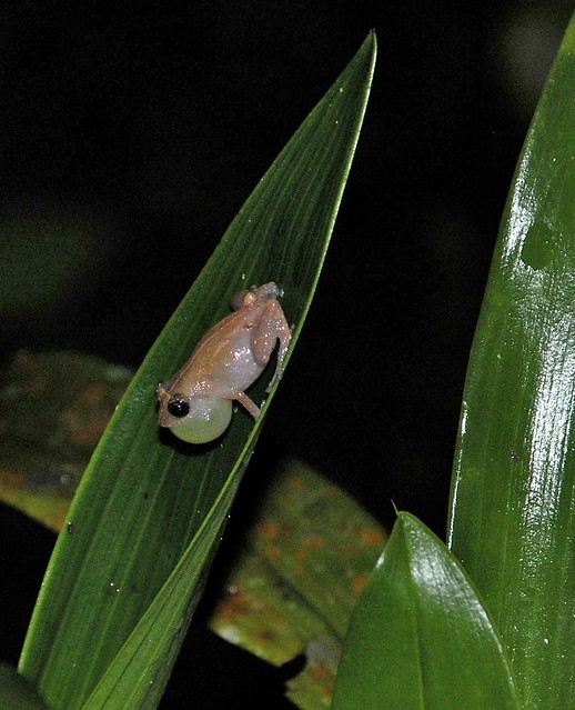 Frog (tilodactilo) - Rana; Parque Palo Seco; Alto del Valle, Comarca Ngöbe Buglé, Panamá