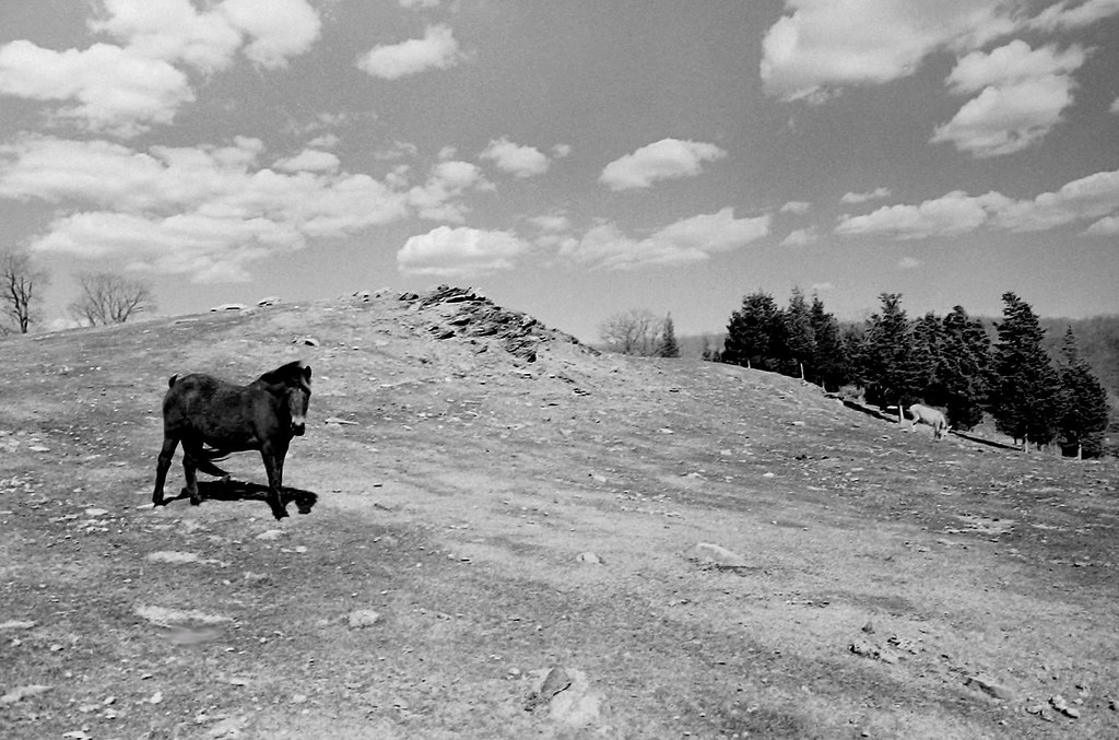 Horse in field in Eagleville, CT