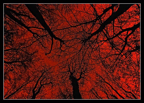 The Bloody Forest | Do like the trees and leave!!! | RamJet. | Flickr