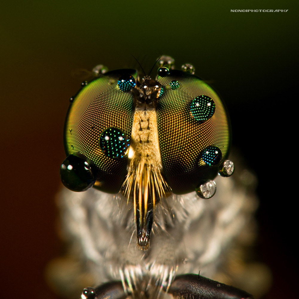 teary eyes of a robberfly by nonoiphotography (post and run mode)