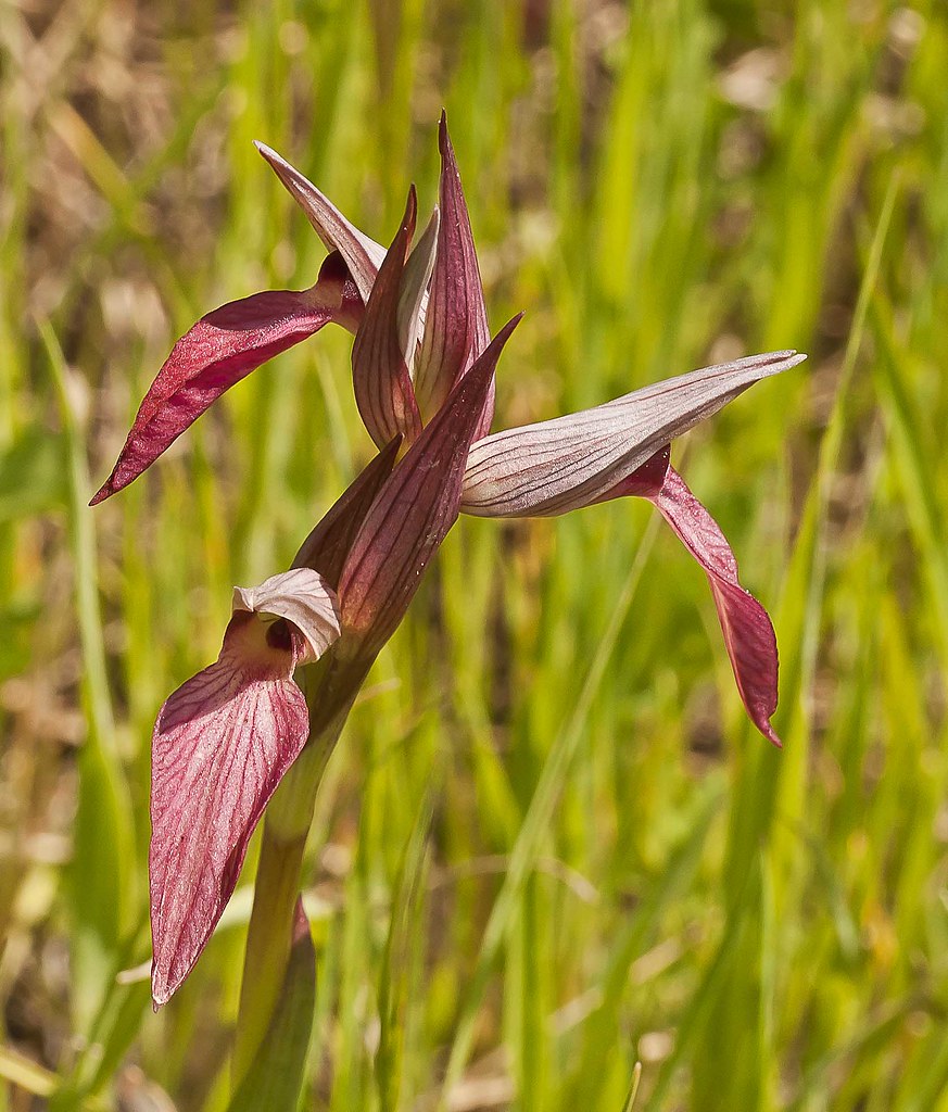 Serapias lingua - tongue orchid