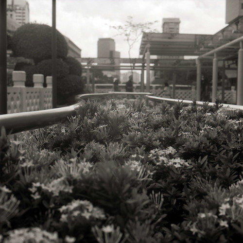 Flowerbed - Chinatown | Fuji Acros NP100 | James Chua | Flickr