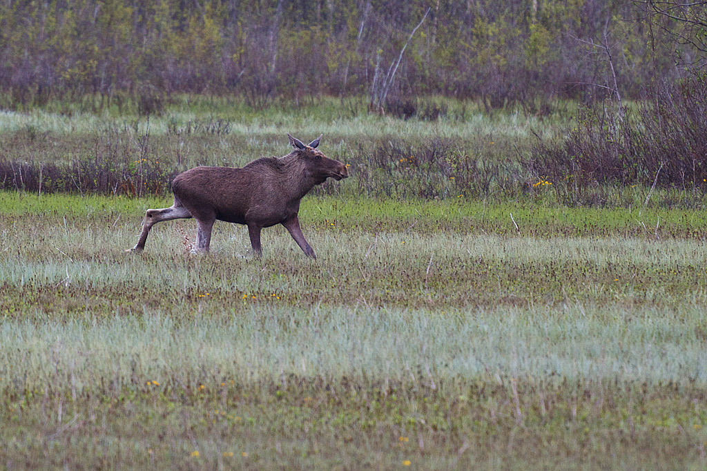 Moose - Mammals in Sweden
