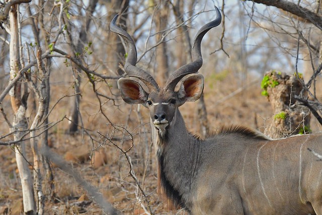 Greater Kudu Ram, Kwazulu Natal, South Africa