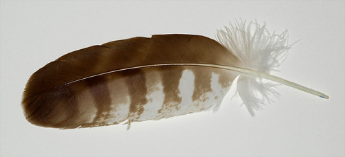 Wing Feather (Buzzard) | by Online Feather Collection