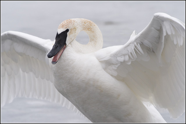 Swan (Trumpeter) - 0034